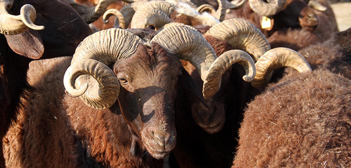 Kurban İbadetinin Mahiyeti ve Hükmü Nedir?