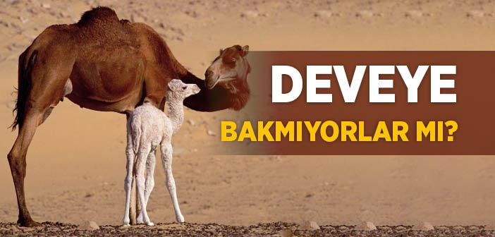 Deveye Bakmıyorlar mı?