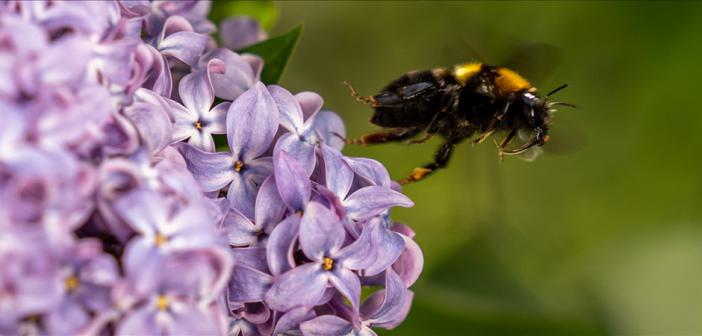 Arı Ölümlerine Yol Açan Faktörler İklim Değişikliğiyle Artıyor