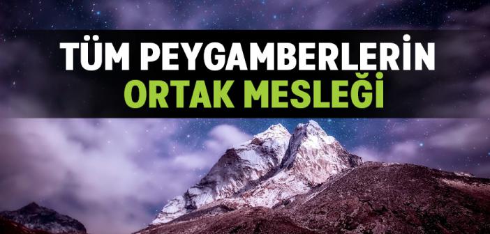 "Her Peygamber Mutlaka Koyun Gütmüştür...” Hadisi