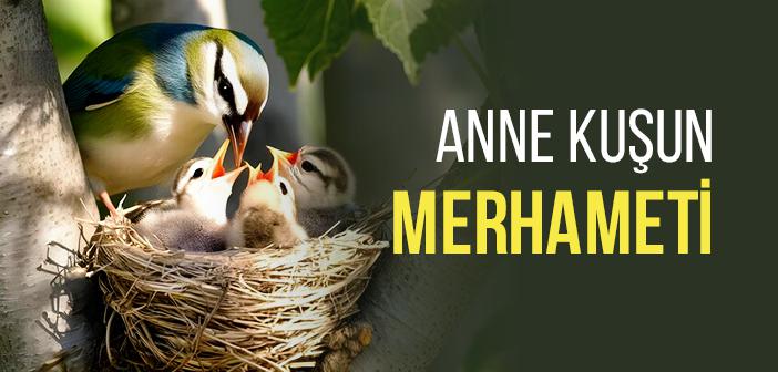 Anne Kuşun Merhameti