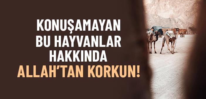 Konuşamayan Hayvanlar Hakkında Allah’tan Korkun!